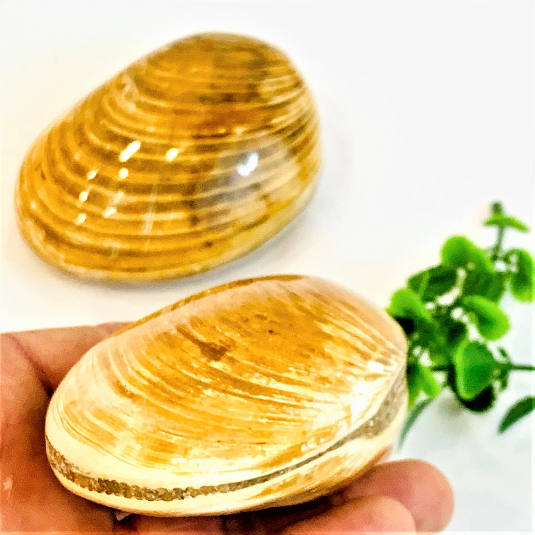Jurassic Clams, Polished
