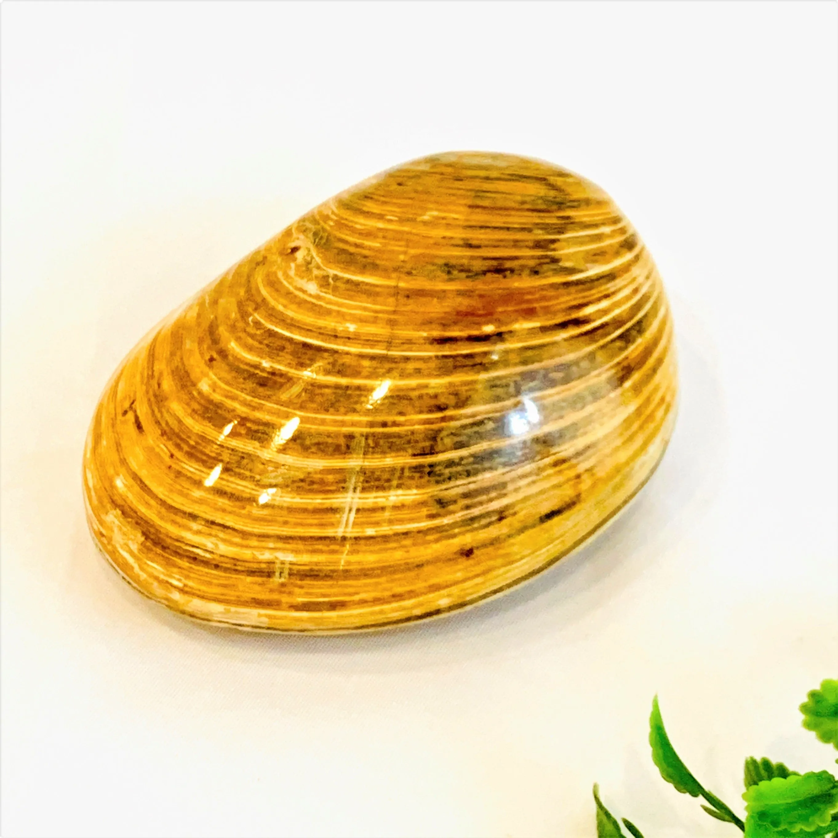 Jurassic Clams, Polished