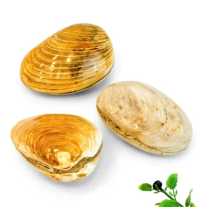 Jurassic Clams, Polished