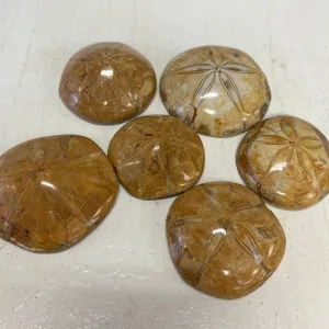 Large Sand Dollar (Urchins) Polished