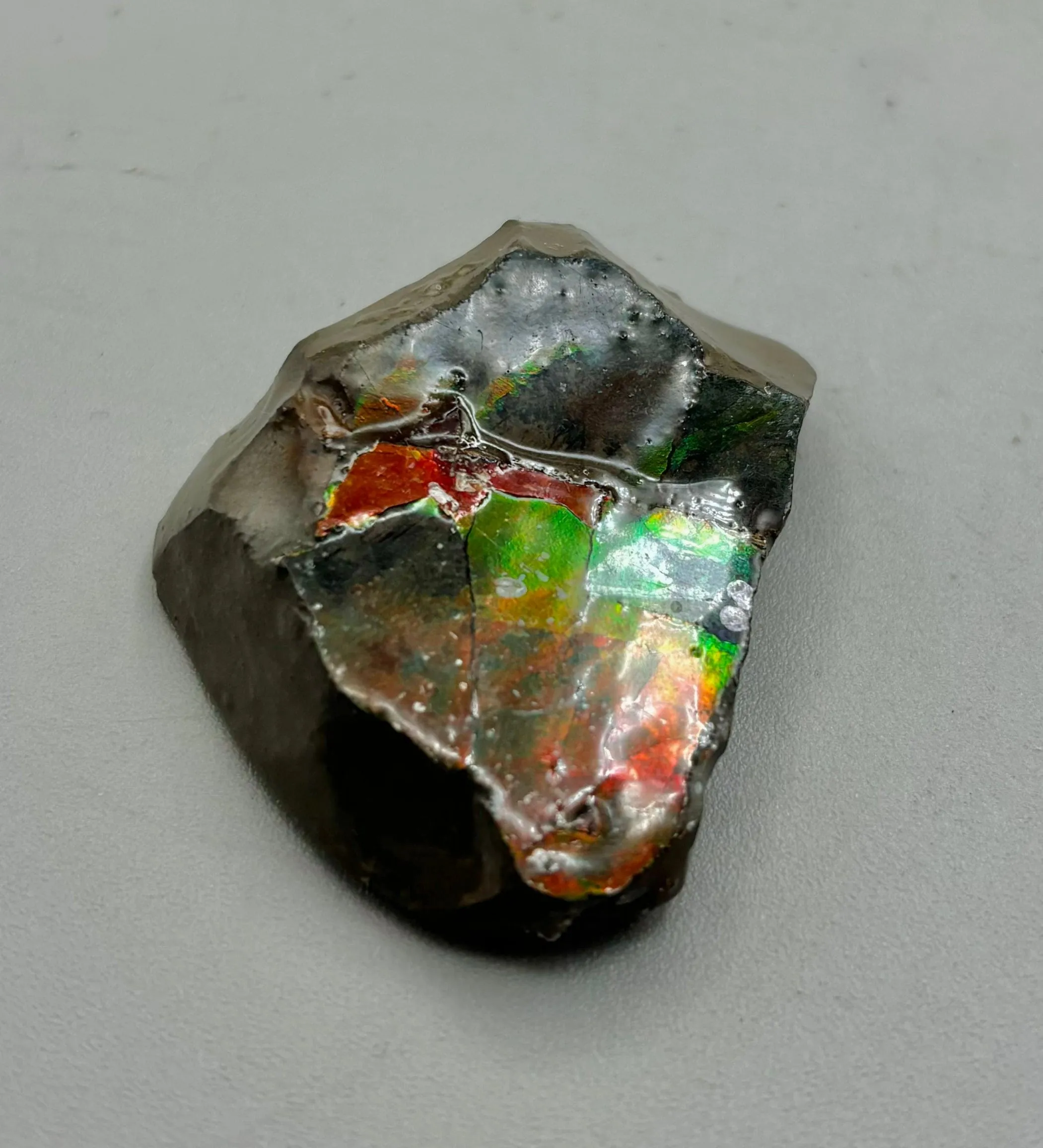 Polished Ammolite Specimen
